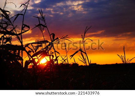 Dramatic colorful sunset corn field, Quebec, Canada