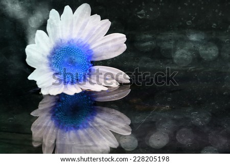 Artistic macro of wet blue daisy flower, love nature, reflection