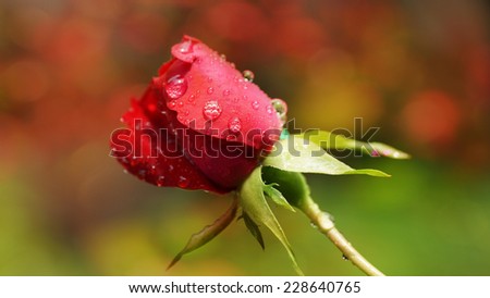 Wet red rose, water drops, bokeh light