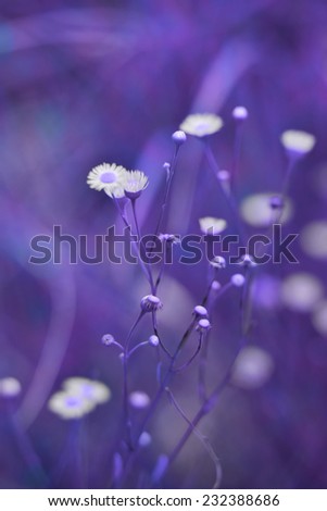 Artistic romantic wild daisies, soft focus, purple tone