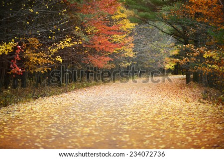 Road through the country forest in autumn day, Quebec