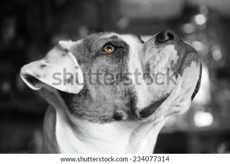 Black & white,  side view, american bulldog, bokeh light background