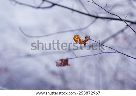 Minimalist composition orange autumn leaves, blur background