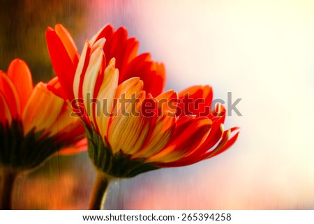 Digital art, artistic composition red Gerbera flower, oil paint effect, textured