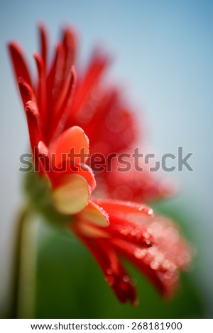 Dreamy composition red Gerbera flower, booked light