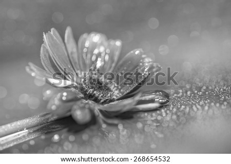 Dreamy composition Gerbera flower, booked light, black & white image