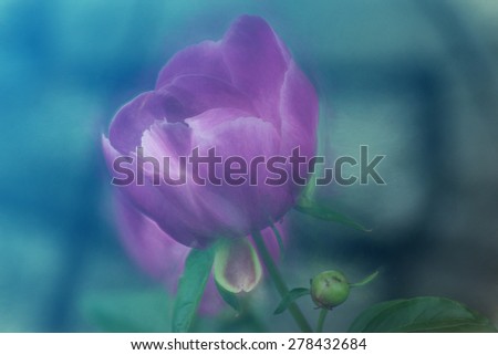Digital art, paint effect , pink rose flower, smudge, blur, background