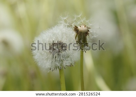 Digital art, Macro fluffy dandelion seed head, glowing sunny day