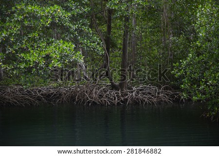 Mangrove, Los Haitises National Park, Bird Island, Dominican Republic