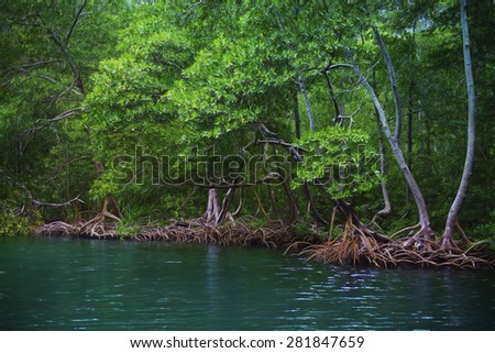 Mangrove, Los Haitises National Park, Bird Island, Dominican Republic, digital art, paint effect