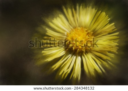 Digital art, watercolor paint effect, Artistic Macro of inula yellow flower