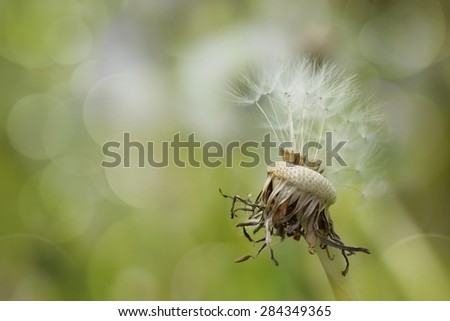Minimalist nature dandelion fluffy flower, bokeh light background