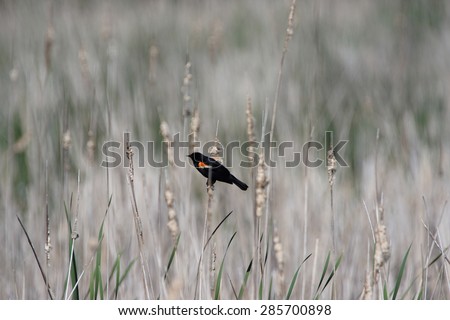 Male Red-winged Blackbird on Cattail, minimalist