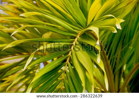 Digital art, watercolour paint effect, Abstract tropical nature: exotic macro of Green palm tree leaf
