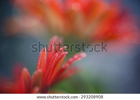 Artistic composition red Gerbera flower, oil paint effect