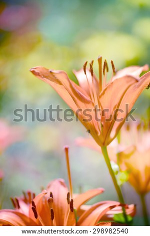 Orange daylily, lilies blooming, hemerocallis, sunny day, bokeh light background
