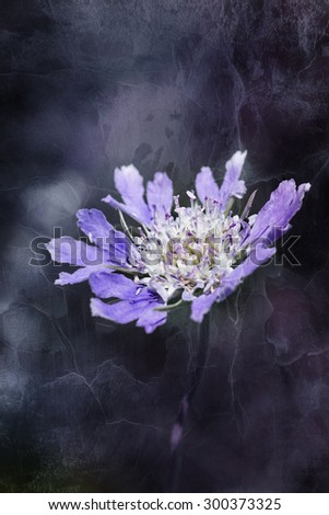 Purple stokesia laevis aster flower (Honeysong Purple Stokes Aster) textured, grunge