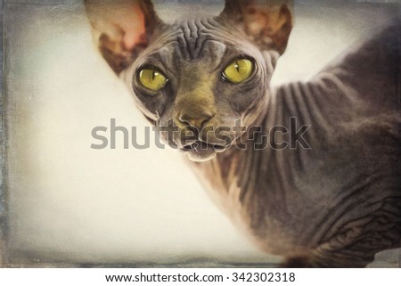 Digital art, paint effect, Sphynx cat, Brown mackerel tabby