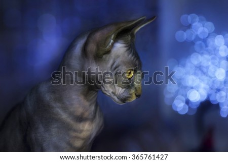 Digital art, paint effect, Portrait of Baby Sphynx cat, Brown mackerel tabby, yellow eyes