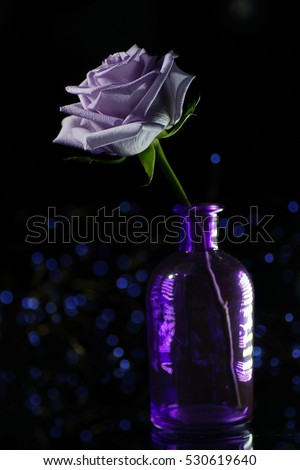 Artistic composition of love : lilac rose flower in purple bottle, bokeh background