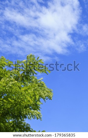 The blue sky and leaf of midsummer