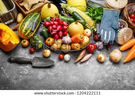 Harvest vegetables with herb kitchen garden on grey concrete surface top view. Healthy food and vegan food still life garden inventory.