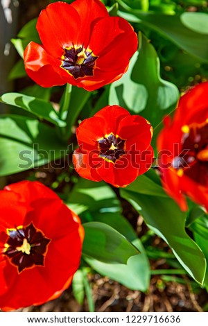 Spring red flower tulips. Bunch dutch flowers with green leaves.