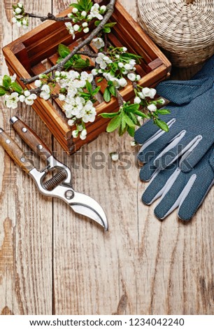 Spring gardening branch plum in wooden box at board with garden pruner and glove with copyspace top view.