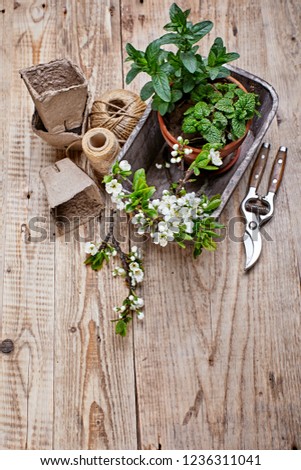 Fragrant spicy herb mint and melissa in pot in wooden basket at board with twig blooming plum top view spring gardening.