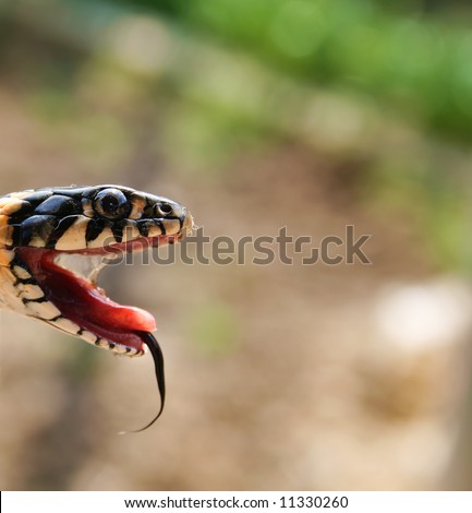 head of poisonous snake reptile with opened mouth on natural background