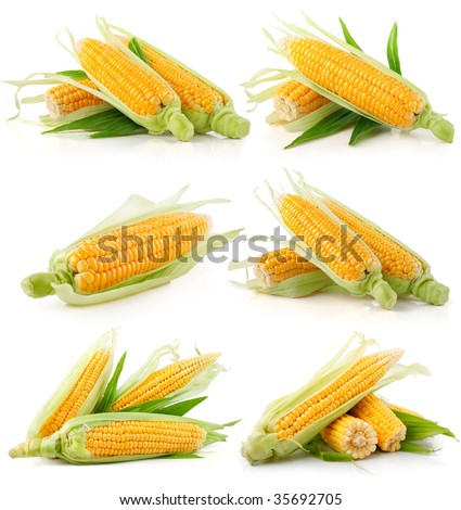set of fresh corn vegetable with green leaves isolated on white background