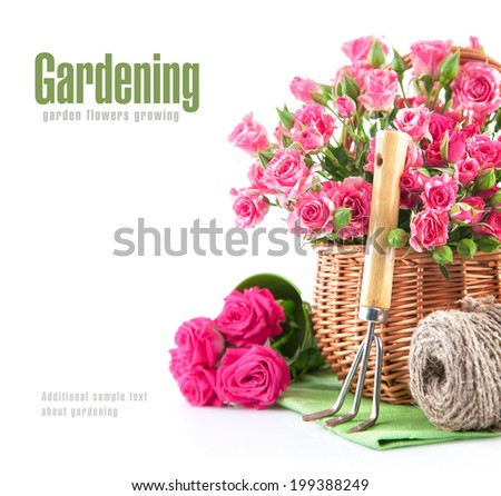 Pink rose in wicker basket with garden tool. Isolated on white background