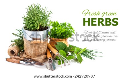 Fresh green herbs with garden tools. Isolated on white background
