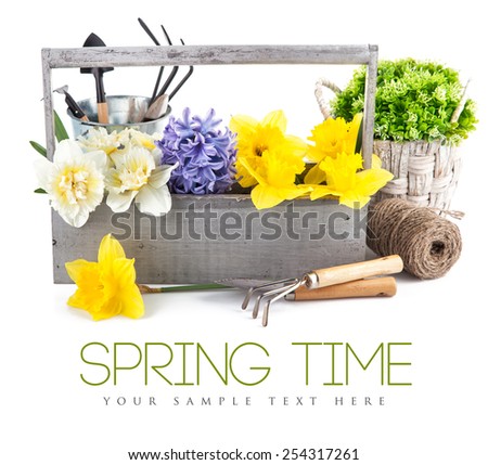 Spring flowers in wooden box with garden tools. Isolated on white background