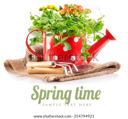 Spring flowers green leaves in watering can garden tools. Isolated on white background