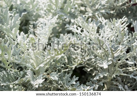 Silver hoary carved leaves of a garden cineraria closeup