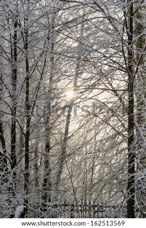 Winter sun through snowy tree branches in the garden with forged fence