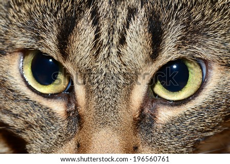 Egyptian Mau - evil eyes