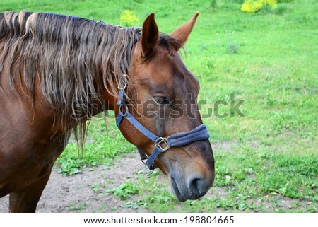 Brown horse in the forest