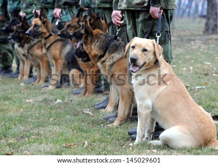 Nis, Serbia - Circa April 2010: Dogs Train At Army Training Center Circa April 2010 In Nis