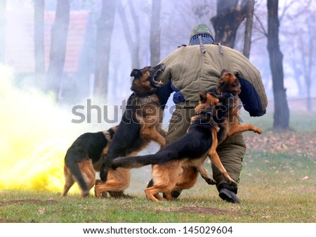 NIS, SERBIA - CIRCA APRIL 2010: Dogs train at army training center circa April 2010 in Nis