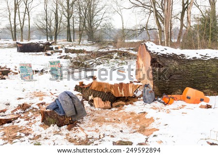 Snow landscape with oaks tree trunks and work gear