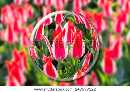 Crystal ball with red-white tulips in flowers field