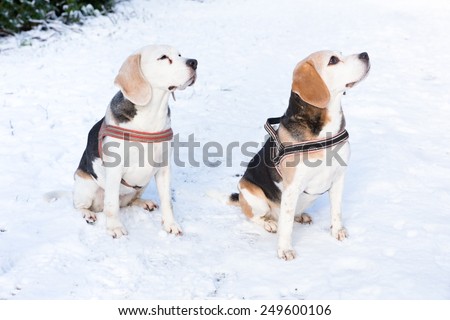 Two hunting dogs sitting together in snow
