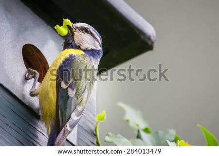 Blue tit bird brings green caterpillar as food for youngs in nest box