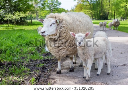White mother sheep and lamb standing on road in nature