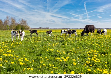 Mother cow with newborn calves in green grass with yellow dandelions during spring