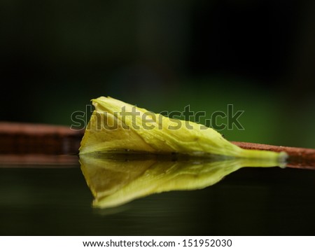 a yellow flower floating on water/floating yellow flower.