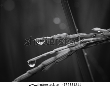 dew in black and white/drop of dew on rice leaf in black and white.