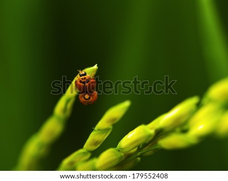lady bug/lady bug mating on rice.